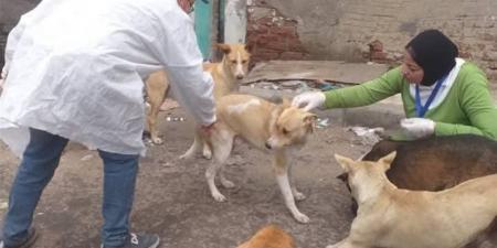 بعد عقر 12 شخصًا.. تحصين 17 كلبًا بمنطقتي عمر أفندي وميدان الشبان بسوهاج