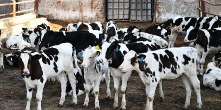 تحصين 92 ألف رأس ماشية في قنا