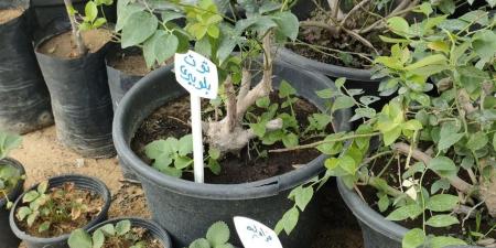 زراعة البلوبري في المنزل.. تجربة جديدة من قلب معرض الزهور (فيديو)