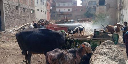 بيطري الغربية يعالج 3554 حيوانًا وطائرًا في قافلة مجانية بقرية "كفر الشيخ سليم" بطنطا