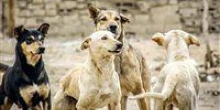 "الرفق بالحيوان": 1.4 مليون حالة عقر سنويًا بسبب الكلاب الضالة