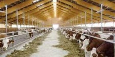 تنمية الثروة الحيوانية: «البتلو» يعزز المعروض من اللحوم ويحد من خسائر المربين