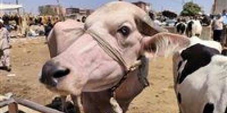ما العيوب التي تمنع صحة الأضحية؟.. أمين الفتوى يجيب