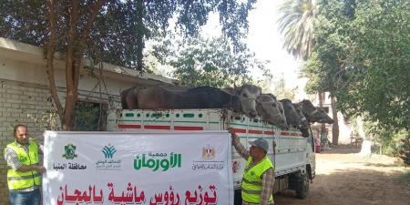 توزيع 10 رؤوس ماشية عشار للأسر الأولى بالرعاية بالمنيا