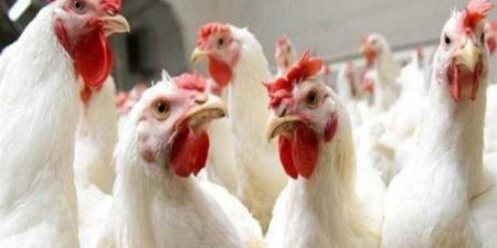 أسعار الدواجن والبانيه اليوم الأربعاء