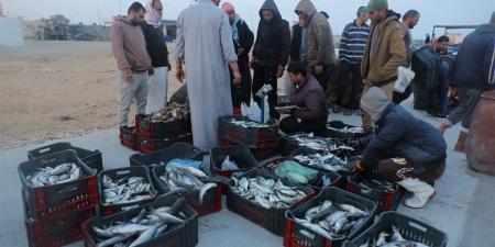 جهاز مستقبل مصر يقود خطة تطوير البحيرة لدعم الأمن الغذائي والتنمية في سيناء
