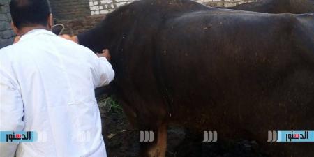 تحصين 164 ألفًا و285 رأس ماشية بكفر الشيخ ضمن الحملة القومية