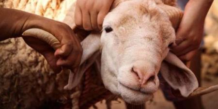 أمين الفتوى يوضح ضوابط شراء الأضحية بالتقسيط وفق القدرة المالية