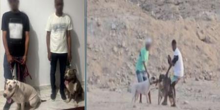ضبط متهمين بالتعدي على كلبٍ ضال بالبحر الأحمر