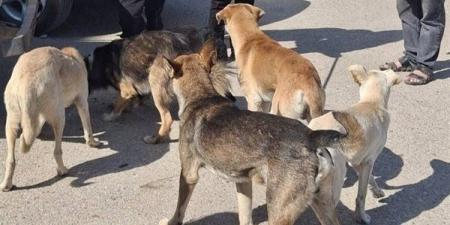 ‏بيطري الشرقية يُحصن ويُعقم الكلاب الضالة بالزقازيق والعاشر من رمضان
