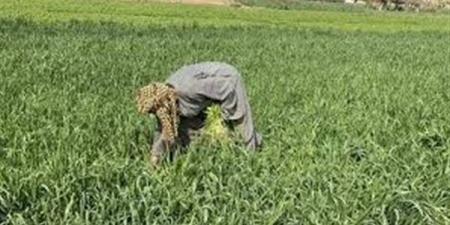 إجراءات مكثفة لحماية الغلال من خسائر القوارض
