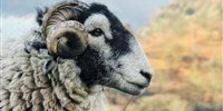 الحبس والغرامة ومصادرة الأضحية عقوبات الذبح خارج المجازر