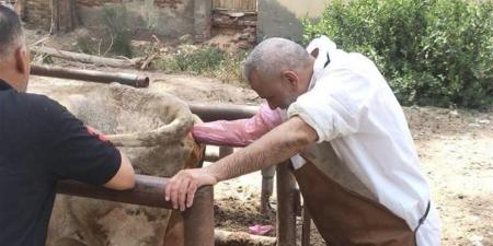 تلقيح 3038 رأس ماشية اصطناعيا بكفر الشيخ خلال مايو