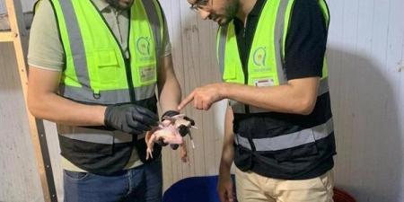 ضبط نصف طن من اللحوم والحمام الفاسد خلال حملات لسلامة الغذاء بالغربية
