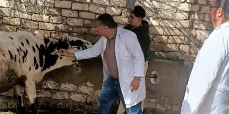 "الخدمات البيطرية": متابعة الحالة الوبائية للماشية بالدقهلية ضمن حملات التقصي