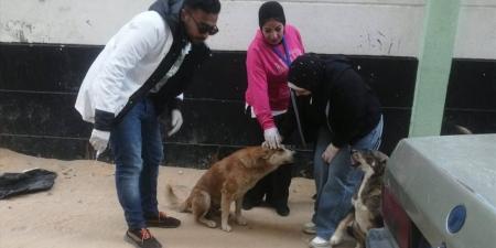 الوحدة المحلية لمركز نجع حمادي يدرب العاملين على تحصين الكلاب الضالة