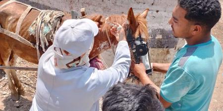 بيطري الشرقية يُنظم قافلة طبية علاجية مجانية بقرية هربيط بمركز أبوكبير