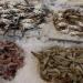 أسعار
      الأسماك
      اليوم،
      الكابوريا
      تسجل
      240
      جنيهًا
      في
      سوق
      العبور
      اليوم
      الجمعة