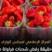 "الوزراء" يوضح حقيقة رفض شحنات فراولة مصرية مصدرة للخارج