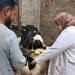 توعية لمربي الماشية بالتزامن مع الحملة القومية لتحصين الأبقار بالاسماعيلية