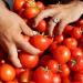 بعد موجة الغلاء.. الزراعة: الطماطم تهبط 10 جنيهات خلال أيام