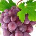 العنب بين الفوائد الصحية والتحذيرات لمرضى السكري