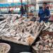 البلطي بين 85 و100 جنيه.. هدوء نسبي يسيطر على سوق الأسماك