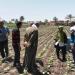 ندوات إرشادية ومرور ميداني لدعم مزارعي القطن بالفيوم