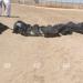 بالأسماء.. ضحايا حادث تصادم سيارة بقطار السويس الإسماعيلية