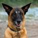 ريدلي سكوت يعود للخيال العلمي بـ The Dog Stars.. ولندن تستضيف العرض الأول