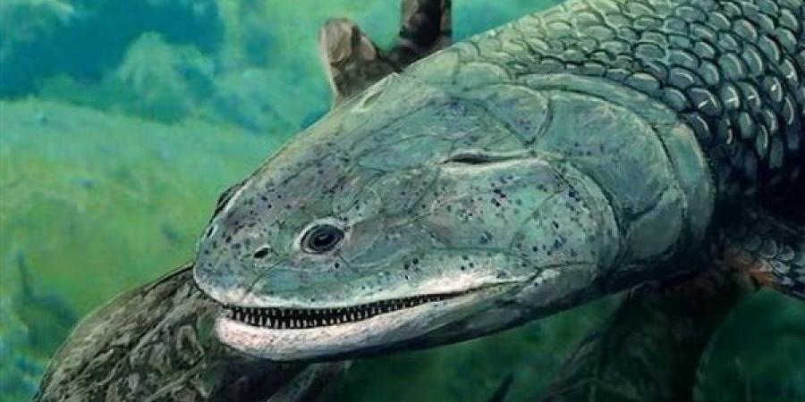 عاشت
      قبل
      ملايين
      السنين،
      اكتشاف
      سمكة
      مفترسة
      كانت
      تتنفس
      الهواء
      كالإنسان
