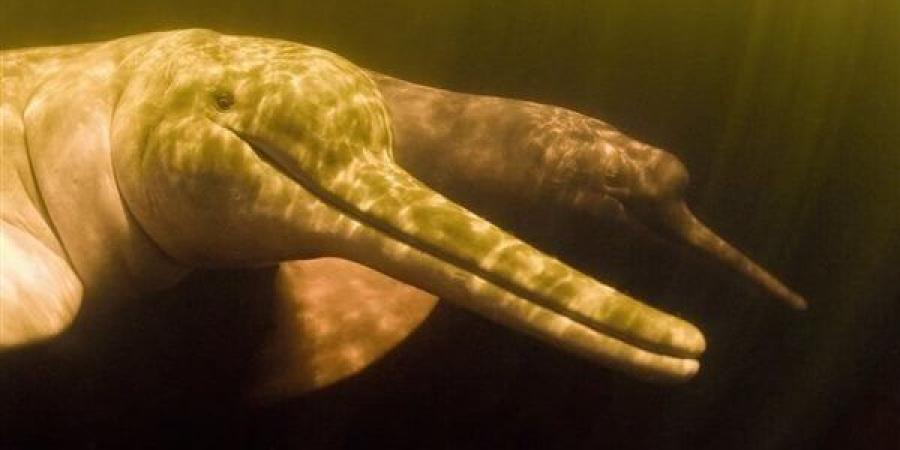 بعد
      انقراضه
      قبل
      16
      مليون
      سنة،
      اكتشاف
      دلفين
      نهري
      عملاق
      في
      الأمازون