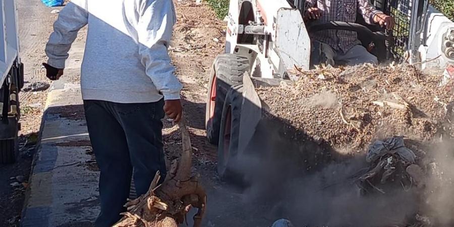 رئيس مدينة سفاجا يتابع زراعة الأشجار ضمن مبادرة "100 مليون شجرة"