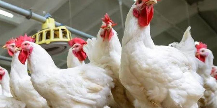أسعار الدواجن والبيض بالأسواق اليوم الأربعاء