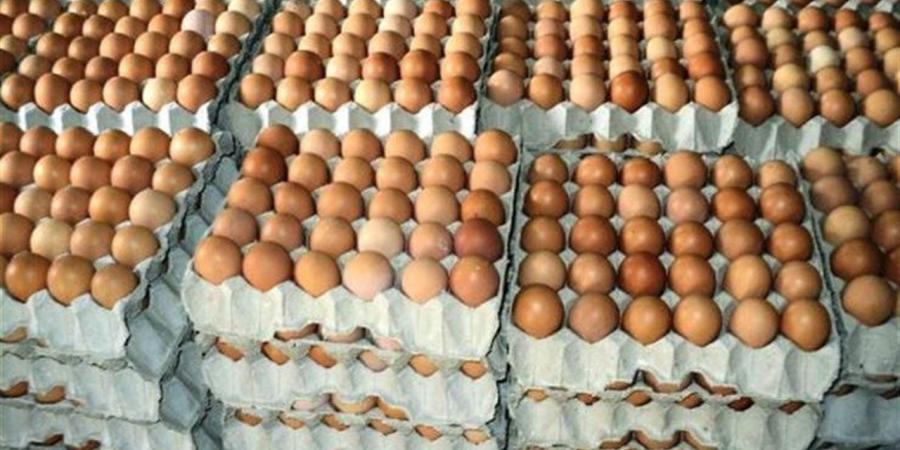 أسعار البيض في أسواق محافظة الإسكندرية اليوم الأربعاء 1 أبريل
