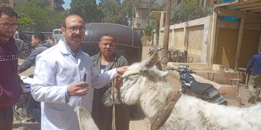 الدقهلية تتابع جهود الطب البيطري في تسيير قوافل طبية وتقديم الرعاية اللازمة