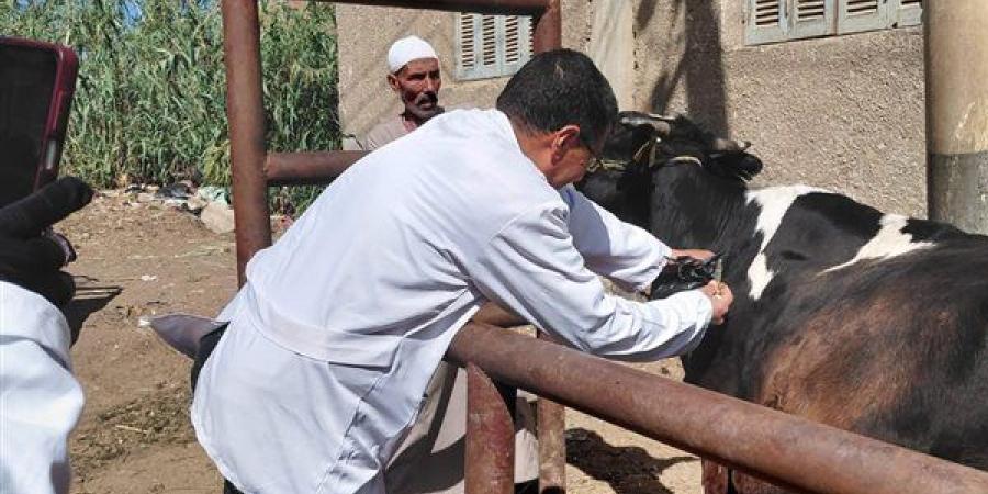 الغربية تواصل تحصين الماشية ضد الجلد العقدي وجدري الأغنام