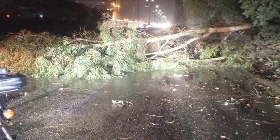 القليوبية تواجه موجة الطقس السيئ| سقوط شجرة على طريق بنها ورفع حالة الاستعداد القصوى