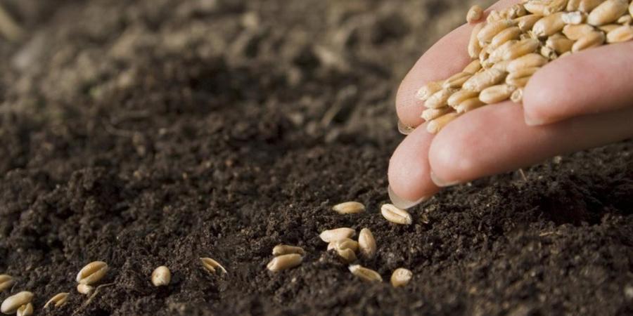 "الزراعة" تتابع برامج إكثار التقاوي في الأقصر