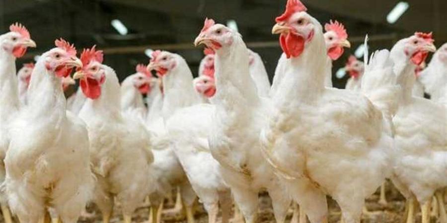 سعر الفراخ اليوم الخميس في الأسواق المصرية وفق بورصة الدواجن
