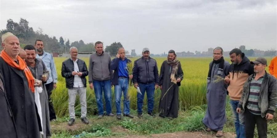 إنتاجية عالية.. انطلاق فعاليات يوم حصاد الكتان بـ"ميت الحارون" بالغربية