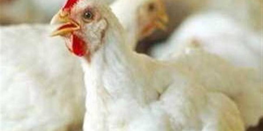 أسعار الدواجن اليوم الخميس.. البيضاء عند 83 جنيهًا للمستهلك
