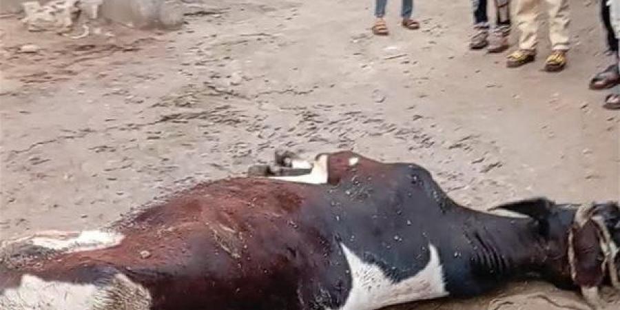نفوق بقرة فى قرية الهشاترة بالفيوم صعقا من عمود إنارة