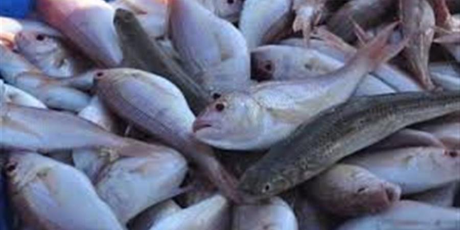 أسعار الأسماك والمأكولات البحرية اليوم في الدقهلية