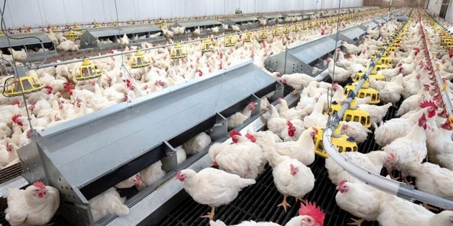 أسعار الدواجن والبيض اليوم في مصر 3 أبريل 2026.. استقرار بعد تراجع كبير في الفراخ البيضاء