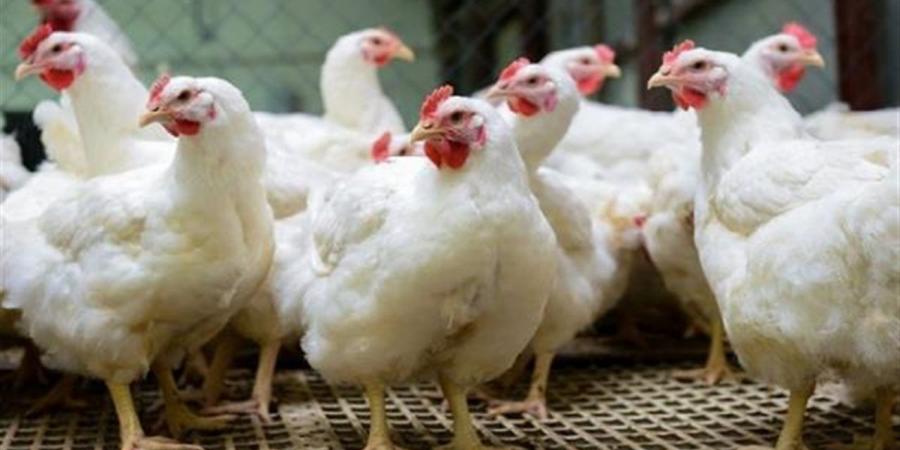 للمزارع والمحلات.. سعر الفراخ البيضاء اليوم الجمعة 3-4-2026 في بورصة الدواجن