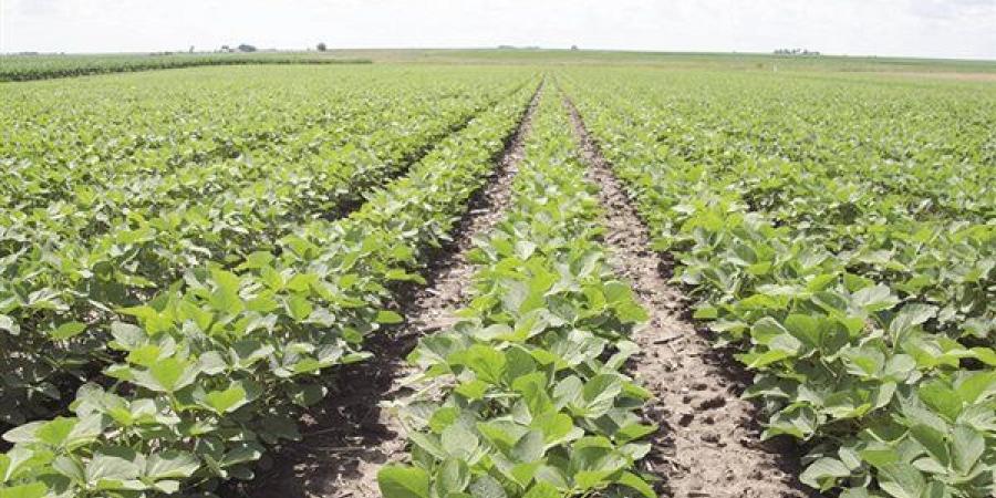 اﻟﺮﻛﻮد ﻳﻀﺮب اﻟﺒﺘﺮوﻛﻴﻤﺎوﻳﺎت واﻷﺳﻤﺪة