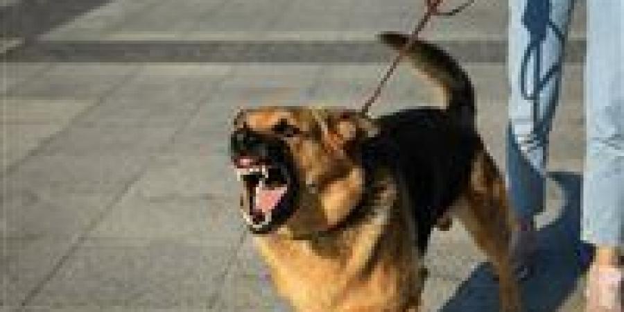 صرخات في العزبة.. كلب ضال يحوّل الهدوء إلى ساحة رعب ويصيب 12 شخصًا