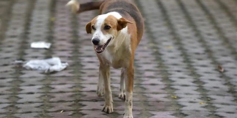 هجوم عشوائي على الأهالي.. التحقيق في عقر كلب ضال لـ12 شخصًا بالصف