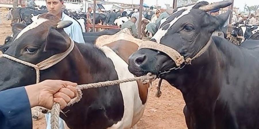 اعرف أسعار اللحم القائم بأسواق الوادي الجديد اليوم السبت